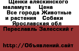 Щенки аляскинского маламута  › Цена ­ 15 000 - Все города Животные и растения » Собаки   . Ярославская обл.,Переславль-Залесский г.